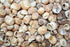 1 kg tiger moon shells for beach events and craft projects